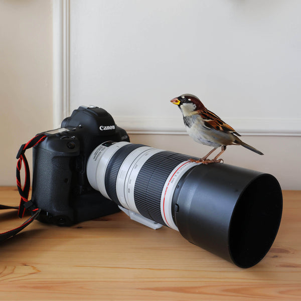 The Beginners Guide To Wildlife Photography - How to Get Started In The Wild